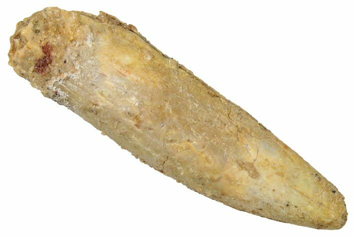 Fossil Sauropod Dinosaur (Titanosaur) Tooth - Morocco #298620